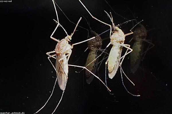 Mosquitos