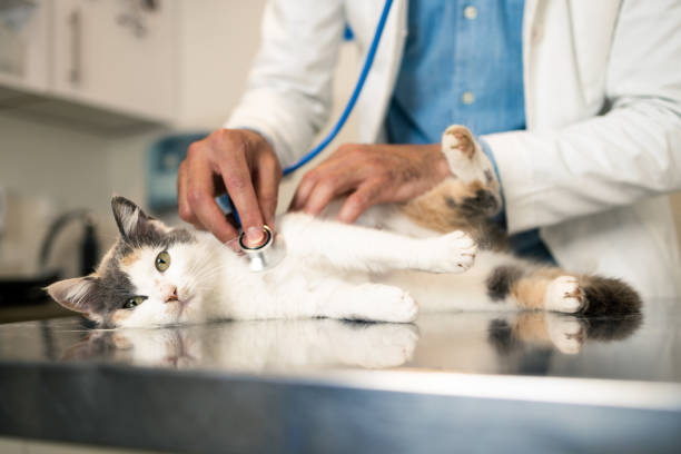 Clínica Veterinária